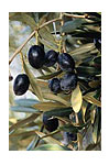 olive su ramo